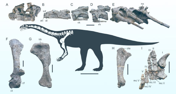 Reconstructed skeleton and representative bones of Wudingloong wui. Individual scale bars - 5 cm. Scale bar of the reconstructed skeleton - 50 cm. Image credit: Wang et al., doi: 10.1038/s41598-025-12185-2.