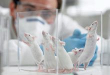 NASA investiga produção de esperma em órbita de foguete