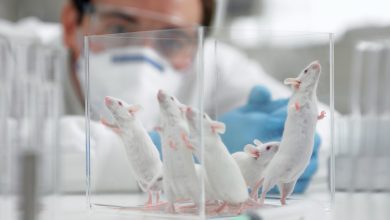 NASA investiga produção de esperma em órbita de foguete
