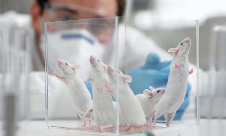NASA investiga produção de esperma em órbita de foguete