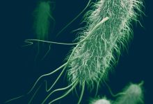 This illustration depicts a 3D computer-generated image of a group of Escherichia coli. Image credit: James Archer, CDC.