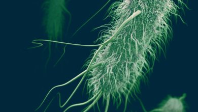 This illustration depicts a 3D computer-generated image of a group of Escherichia coli. Image credit: James Archer, CDC.