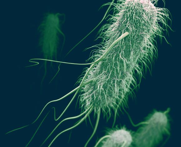 This illustration depicts a 3D computer-generated image of a group of Escherichia coli. Image credit: James Archer, CDC.