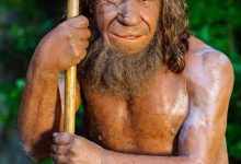 Macak et al. show that a genetic variant inherited from Neanderthals impairs the function of a key enzyme involved in muscle performance. Image credit: Holger Neumann / Neanderthal Museum.