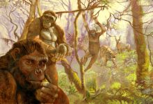 Ardipithecus ramidus, a hominid that lived in Africa more then 4 million years ago. Illustration by Arturo Asensio, via Quo.es.