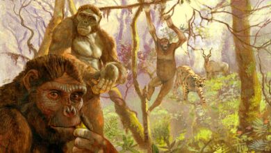 Ardipithecus ramidus, a hominid that lived in Africa more then 4 million years ago. Illustration by Arturo Asensio, via Quo.es.