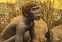 Mystery Archaic Hominins Lived in Sulawesi 1.04 Million Years Ago