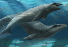 Bizarre Mammalodontid Whales Inhabited Australian Waters 25 Million Years Ago