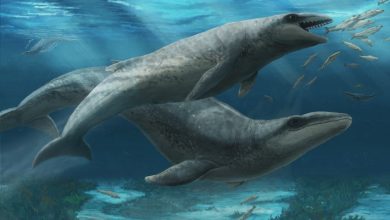 Bizarre Mammalodontid Whales Inhabited Australian Waters 25 Million Years Ago