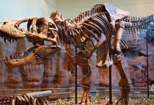 Gigantic Megalosauroid and Allosauroid Dinosaurs Had Weak Bites, Study Suggests