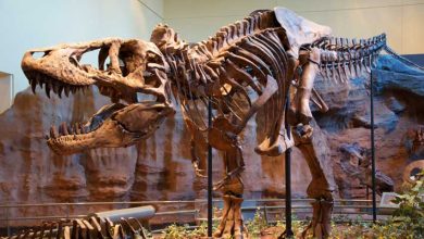 Gigantic Megalosauroid and Allosauroid Dinosaurs Had Weak Bites, Study Suggests
