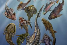 Artistic rendering of Brindabellaspis stensioi (foreground) with a range of other Devonian fossil fishes; the white shark and human diver in the upper right corner represent modern jawed vertebrates. Image credit: Hongyu Yang / Qiuyang Zheng.