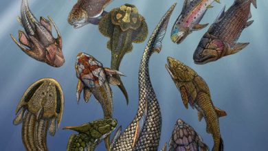 Artistic rendering of Brindabellaspis stensioi (foreground) with a range of other Devonian fossil fishes; the white shark and human diver in the upper right corner represent modern jawed vertebrates. Image credit: Hongyu Yang / Qiuyang Zheng.