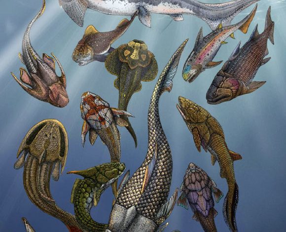 Artistic rendering of Brindabellaspis stensioi (foreground) with a range of other Devonian fossil fishes; the white shark and human diver in the upper right corner represent modern jawed vertebrates. Image credit: Hongyu Yang / Qiuyang Zheng.