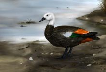 Ancient Shelducks Colonized Chatham Islands 390,000 Years Ago