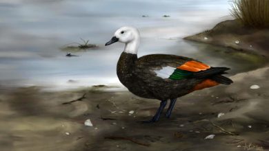 Ancient Shelducks Colonized Chatham Islands 390,000 Years Ago