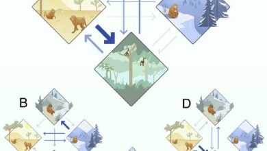 Primates historically transitioned across diverse climates: (A) transition between the temperate (top), arid (left), tropical (bottom), and cold (right), main climates, for all primates; arrow size represents the proportion of phylogenetic branches with the respective transitions; (B) climatic transitions for early primates, who were living between 65 and 47.8 million years ago; (C) climatic transitions for species that were living between 47.8 and 23.03 million years ago; (D) climatic transitions for species that were living from 23.03 million years ago to the present. Image credit: Avaria-Llautureo et al., doi: 10.1073/pnas.2423833122.