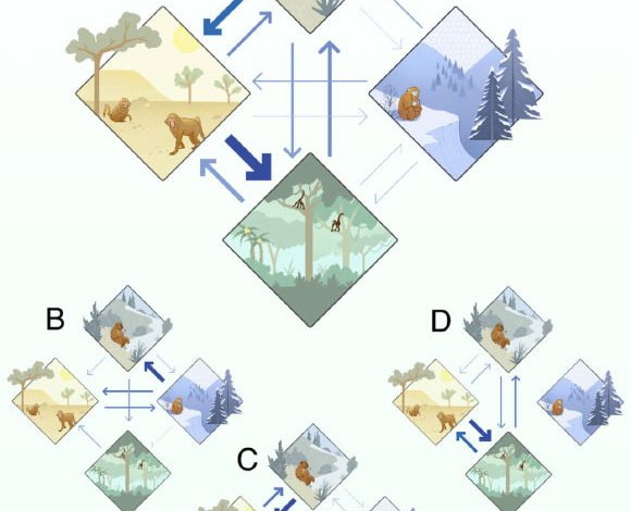 Primates historically transitioned across diverse climates: (A) transition between the temperate (top), arid (left), tropical (bottom), and cold (right), main climates, for all primates; arrow size represents the proportion of phylogenetic branches with the respective transitions; (B) climatic transitions for early primates, who were living between 65 and 47.8 million years ago; (C) climatic transitions for species that were living between 47.8 and 23.03 million years ago; (D) climatic transitions for species that were living from 23.03 million years ago to the present. Image credit: Avaria-Llautureo et al., doi: 10.1073/pnas.2423833122.