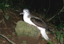 The streaked shearwater (Calonectris leucomelas), a species of seabird found in the Pacific Ocean. Image credit: Kanachoro.