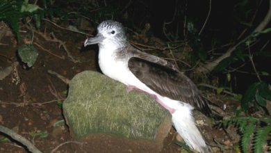 The streaked shearwater (Calonectris leucomelas), a species of seabird found in the Pacific Ocean. Image credit: Kanachoro.
