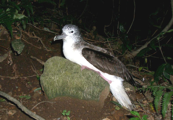 The streaked shearwater (Calonectris leucomelas), a species of seabird found in the Pacific Ocean. Image credit: Kanachoro.