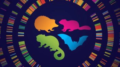 Studying the evolution of hibernators like some hedgehogs, bats, ground squirrels, and lemurs could reveal the secrets of their remarkable resilience. Image credit: Chrissy Richards.