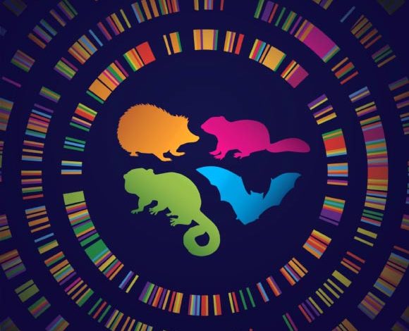 Studying the evolution of hibernators like some hedgehogs, bats, ground squirrels, and lemurs could reveal the secrets of their remarkable resilience. Image credit: Chrissy Richards.