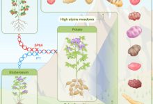 Interspecific hybridization may trigger species radiation by creating allele combinations and traits. Cultivated potato and its 107 wild relatives from the Petota lineage all share the distinctive trait of underground tubers, but the underlying mechanisms for tuberization and its relationship to extensive species diversification remain unclear. Through analyses of 128 genomes, including 88 haplotype-resolved genomes, Zhang et al. revealed that Petota is of ancient hybrid origin, with all members exhibiting stable mixed genomic ancestry, derived from the Etuberosum and Tomato lineages ca. 8-9 million years ago. Image credit: Zhang et al., doi: 10.1016/j.cell.2025.06.034.