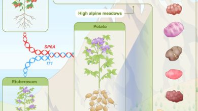 Interspecific hybridization may trigger species radiation by creating allele combinations and traits. Cultivated potato and its 107 wild relatives from the Petota lineage all share the distinctive trait of underground tubers, but the underlying mechanisms for tuberization and its relationship to extensive species diversification remain unclear. Through analyses of 128 genomes, including 88 haplotype-resolved genomes, Zhang et al. revealed that Petota is of ancient hybrid origin, with all members exhibiting stable mixed genomic ancestry, derived from the Etuberosum and Tomato lineages ca. 8-9 million years ago. Image credit: Zhang et al., doi: 10.1016/j.cell.2025.06.034.
