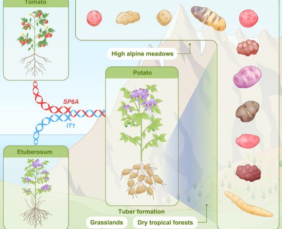 Interspecific hybridization may trigger species radiation by creating allele combinations and traits. Cultivated potato and its 107 wild relatives from the Petota lineage all share the distinctive trait of underground tubers, but the underlying mechanisms for tuberization and its relationship to extensive species diversification remain unclear. Through analyses of 128 genomes, including 88 haplotype-resolved genomes, Zhang et al. revealed that Petota is of ancient hybrid origin, with all members exhibiting stable mixed genomic ancestry, derived from the Etuberosum and Tomato lineages ca. 8-9 million years ago. Image credit: Zhang et al., doi: 10.1016/j.cell.2025.06.034.