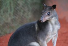 The white-tailed deer (Odocoileus virginianus nelsoni) female in Belize. Image credit: Charles J. Sharp / CC BY-SA 4.0.