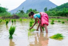 Startup utiliza IA para ajudar arrozais a enfrentar mudanças climáticas