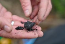Terraton quer ser McDonald's do biochar na economia-verde