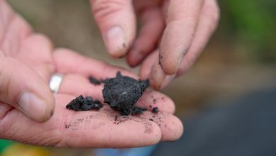 Terraton quer ser McDonald's do biochar na economia-verde