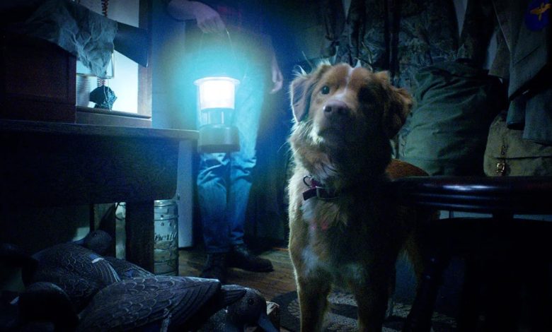 Good Boy: trailer de filme de terror com dogs é revelado