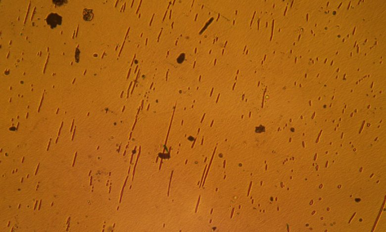 NASA analisa wafer semicondutor na ISS sob microscópio