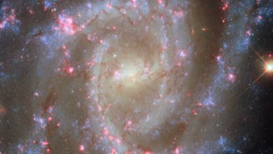This Hubble image shows NGC 2835, a spiral galaxy some 35 million light-years away in the constellation of Hydra. Image credit: NASA / ESA / Hubble / R. Chandar / J. Lee / PHANGS-HST Team.