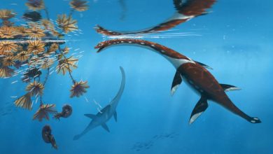 Paleontologists Unveil New Species of Plesiosaur