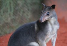 The greater forest-wallaby (Dorcopsis hageni). Image credit: Melvin Toullec / CC BY-SA 4.0.