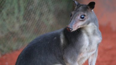 The greater forest-wallaby (Dorcopsis hageni). Image credit: Melvin Toullec / CC BY-SA 4.0.