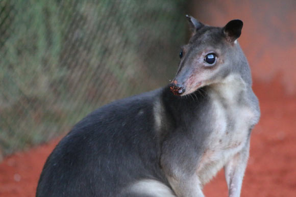 The greater forest-wallaby (Dorcopsis hageni). Image credit: Melvin Toullec / CC BY-SA 4.0.