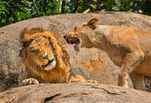 Zoo pede doações de pets para alimentar carnívoros