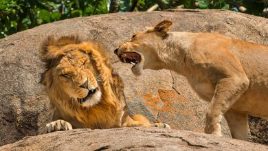 Zoo pede doações de pets para alimentar carnívoros