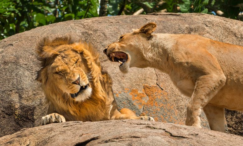 Zoo pede doações de pets para alimentar carnívoros