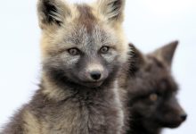 Silver Fox APT usa malware em espionagem e crime cibernético
