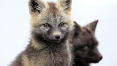 Silver Fox APT usa malware em espionagem e crime cibernético