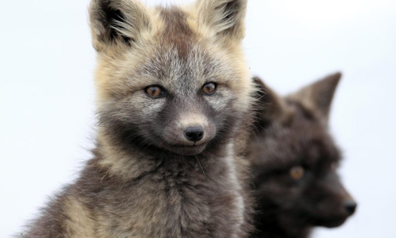 Silver Fox APT usa malware em espionagem e crime cibernético