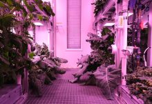 NASA testa alimentos em missão no espaço: um quiz temático