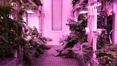 NASA testa alimentos em missão no espaço: um quiz temático