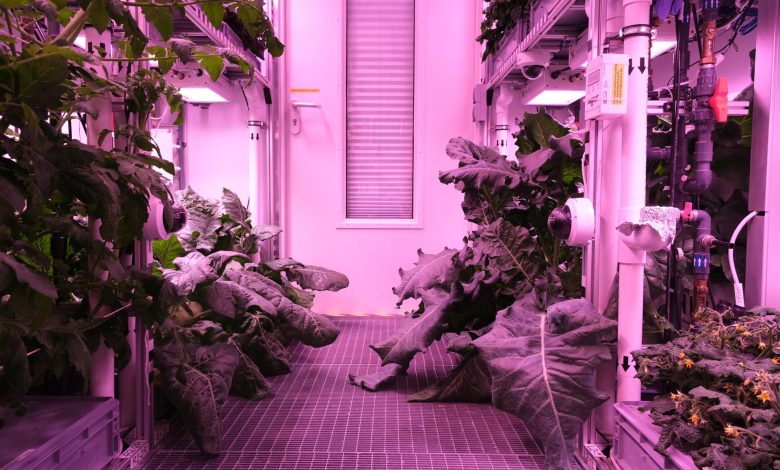 NASA testa alimentos em missão no espaço: um quiz temático